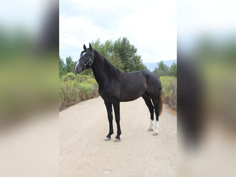 Andalusiër Hengst 2 Jaar 152 cm Schimmel in Corona Andalusiër Hengst 2 Jaar 152 cm Schimmel in Corona