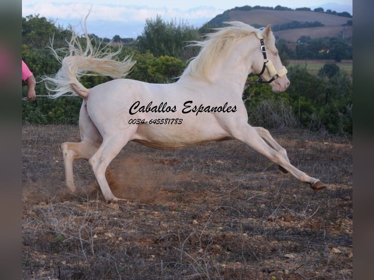 Andalusiër Hengst 2 Jaar 153 cm Cremello in Vejer de la Frontera