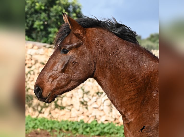 Andalusiër Hengst 2 Jaar 154 cm Bruin in Menorca