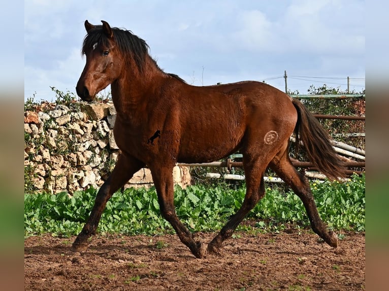 Andalusiër Hengst 2 Jaar 154 cm Bruin in Menorca