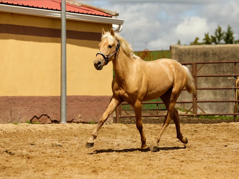 Andalusiër Hengst 2 Jaar 155 cm Palomino in Caceres