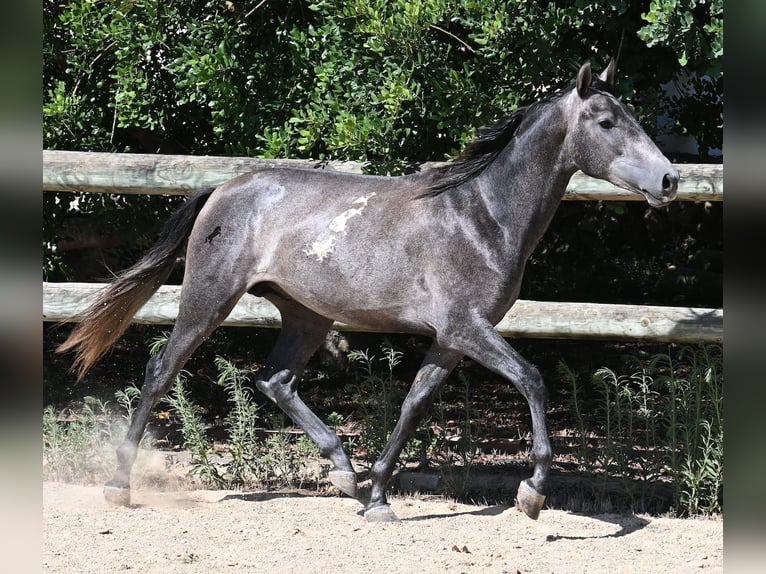 Andalusiër Hengst 2 Jaar 155 cm Schimmel in Menorca