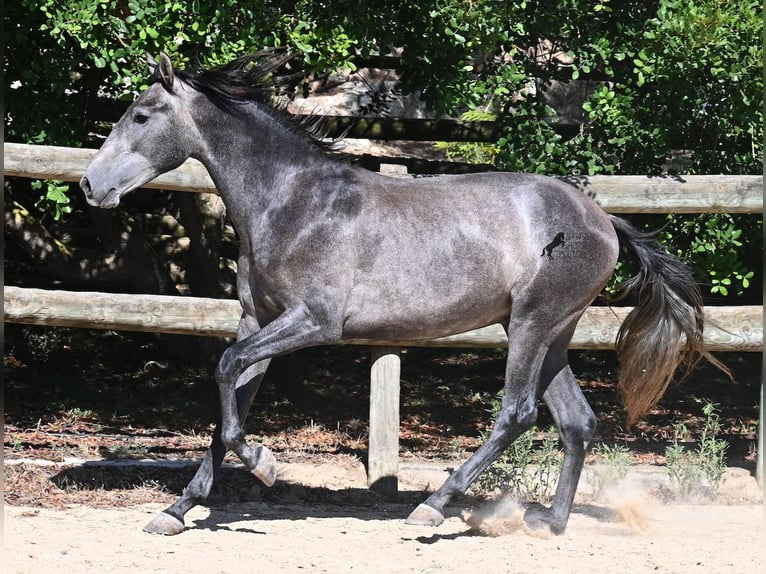 Andalusiër Hengst 2 Jaar 155 cm Schimmel in Menorca
