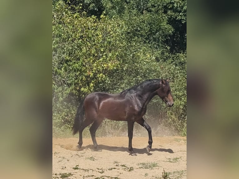Andalusiër Hengst 2 Jaar 155 cm Zwartbruin in Heric