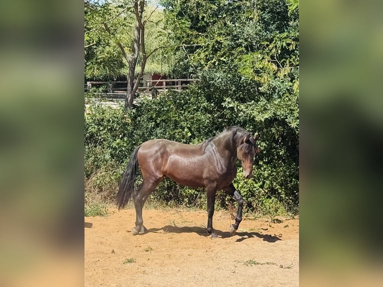 Andalusiër Hengst 2 Jaar 155 cm Zwartbruin in Heric