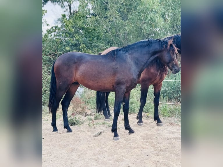 Andalusiër Hengst 2 Jaar 155 cm Zwartbruin in Heric