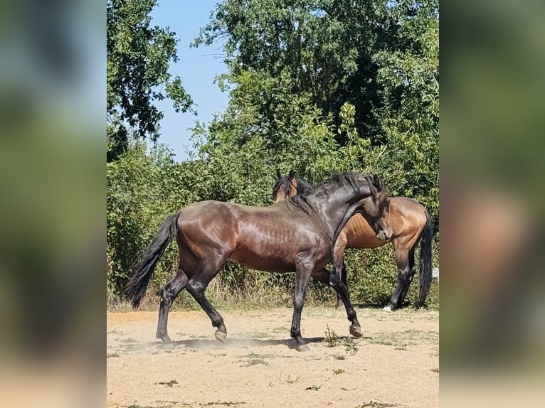 Andalusiër Hengst 2 Jaar 155 cm Zwartbruin in Heric
