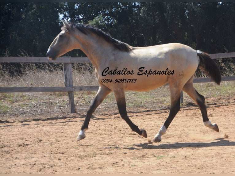 Andalusiër Hengst 2 Jaar 156 cm Falbe in Vejer de la Frontera