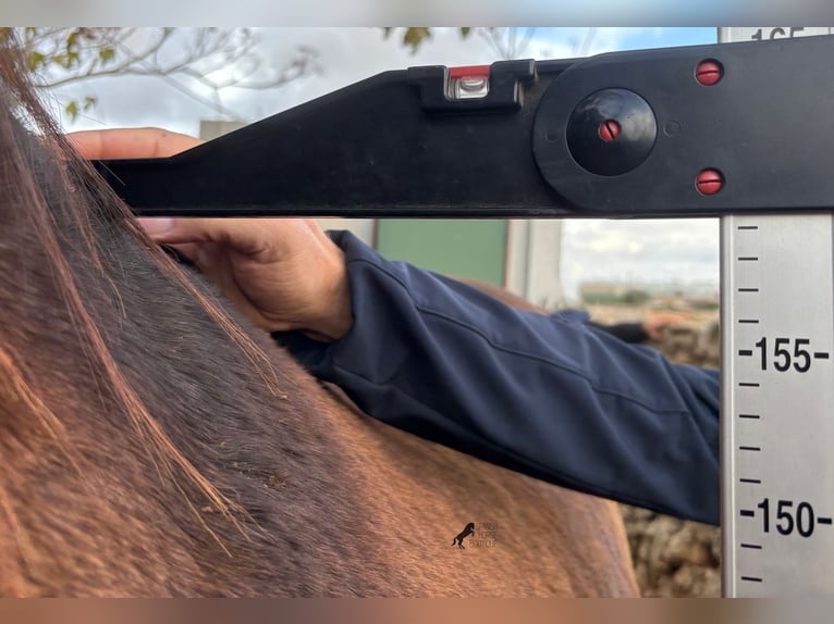 Andalusiër Hengst 2 Jaar 159 cm Bruin in Menorca
