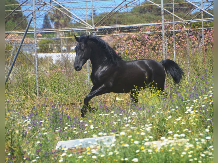 Andalusiër Hengst 2 Jaar 159 cm Zwart in Chiclana