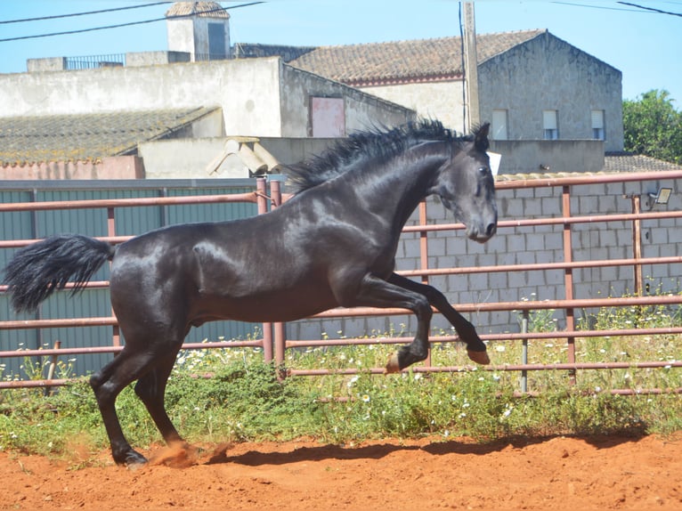 Andalusiër Hengst 2 Jaar 159 cm Zwart in Chiclana