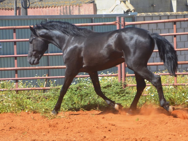 Andalusiër Hengst 2 Jaar 159 cm Zwart in Chiclana