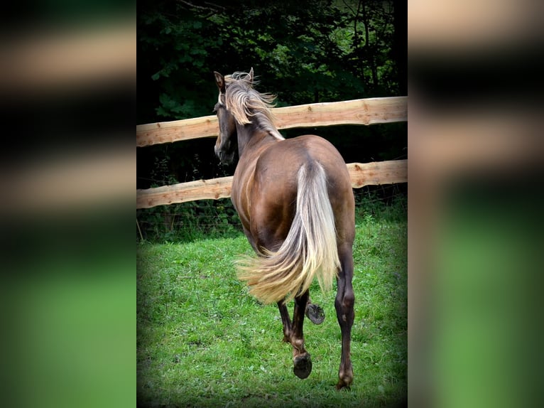 Andalusiër Mix Hengst 2 Jaar 160 cm Roodbruin in Nowica