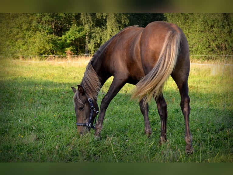 Andalusiër Mix Hengst 2 Jaar 160 cm Roodbruin in Nowica