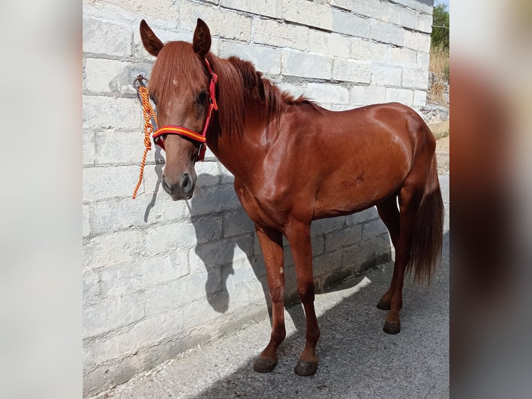 Andalusiër Hengst 2 Jaar 160 cm Vos in Matera