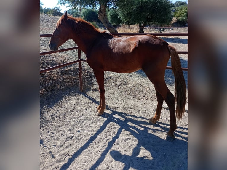 Andalusiër Hengst 2 Jaar 160 cm Vos in Matera