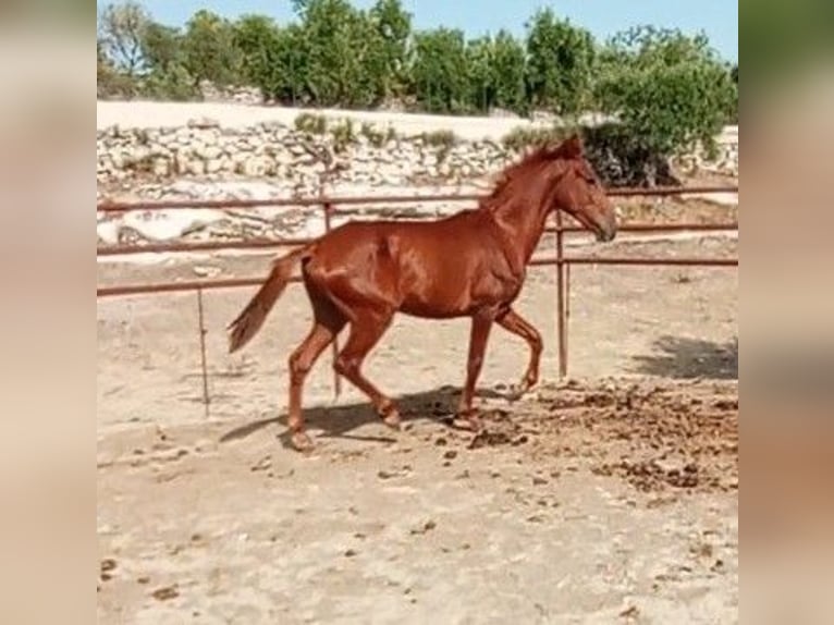 Andalusiër Hengst 2 Jaar 160 cm Vos in Matera