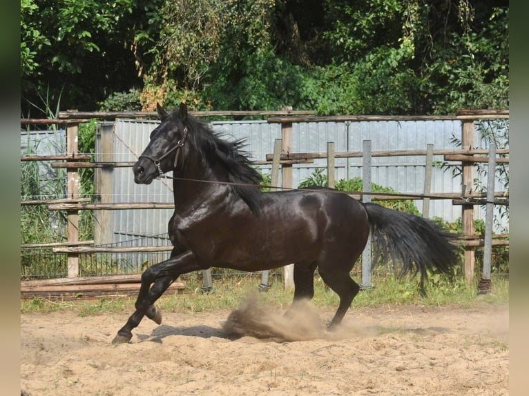 Andalusiër Hengst 2 Jaar 160 cm Zwart in Naarden