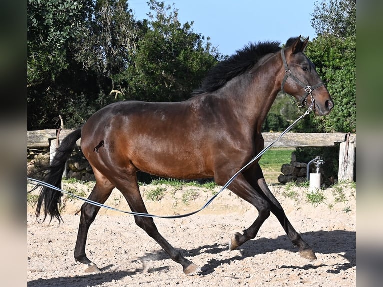 Andalusiër Hengst 2 Jaar 162 cm Bruin in Menorca
