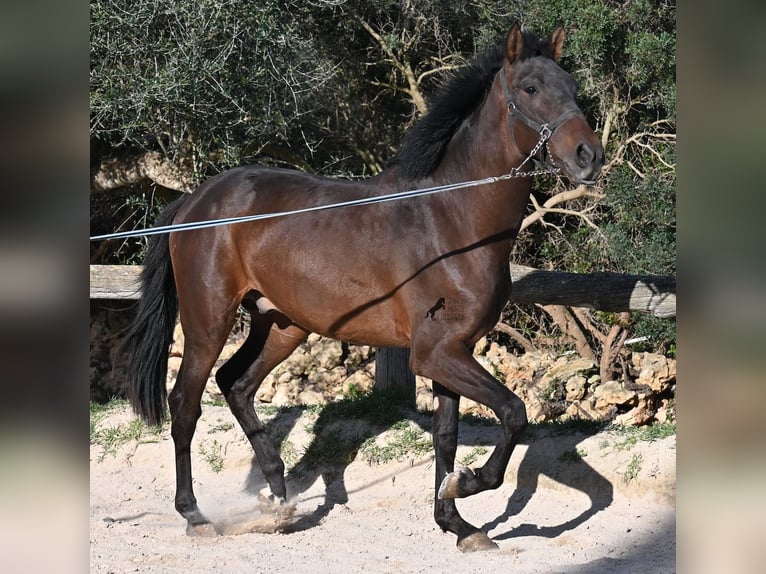 Andalusiër Hengst 2 Jaar 162 cm Bruin in Menorca