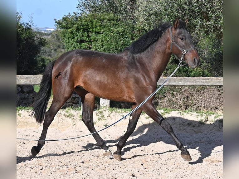 Andalusiër Hengst 2 Jaar 162 cm Bruin in Menorca