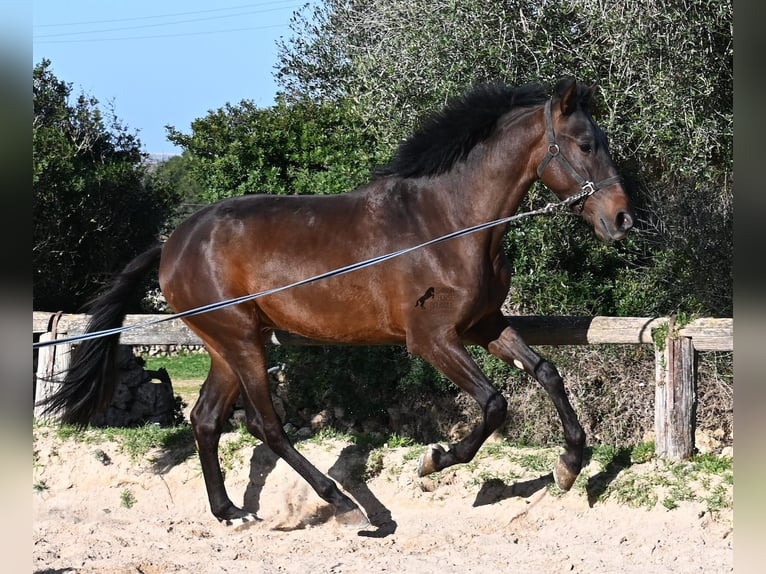 Andalusiër Hengst 2 Jaar 162 cm Bruin in Menorca