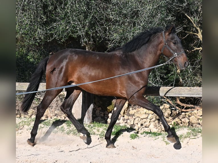 Andalusiër Hengst 2 Jaar 162 cm Bruin in Menorca
