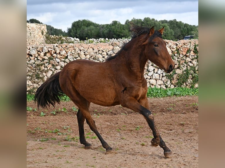 Andalusiër Hengst 2 Jaar 162 cm Bruin in Menorca