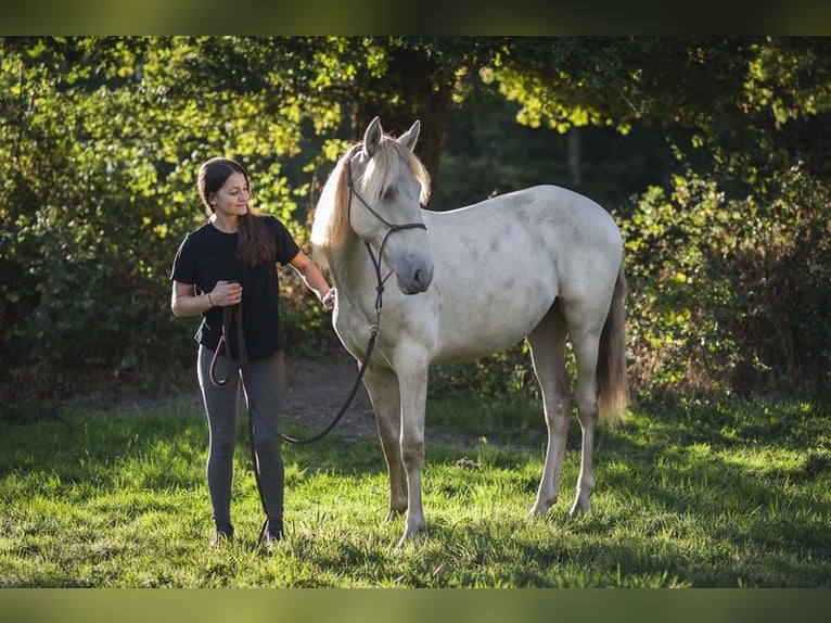 Andalusiër Mix Hengst 2 Jaar 162 cm Pearl in Madrid