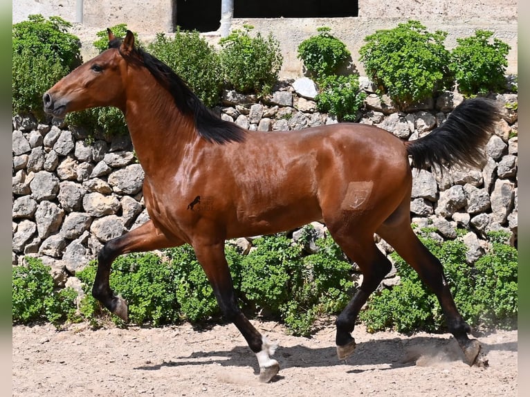 Andalusiër Hengst 2 Jaar 165 cm Bruin in Mallorca