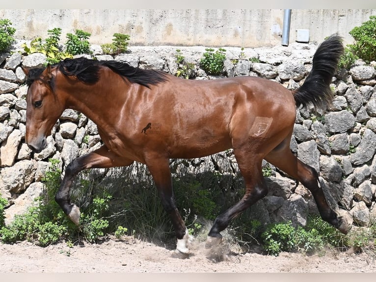 Andalusiër Hengst 2 Jaar 165 cm Bruin in Mallorca