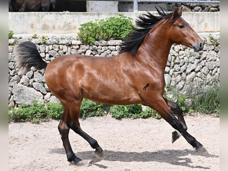 Andalusiër Hengst 2 Jaar 165 cm Bruin in Mallorca