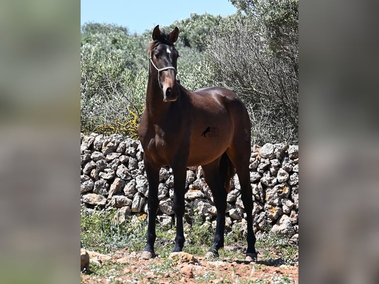 Andalusiër Hengst 2 Jaar 165 cm in Menorca