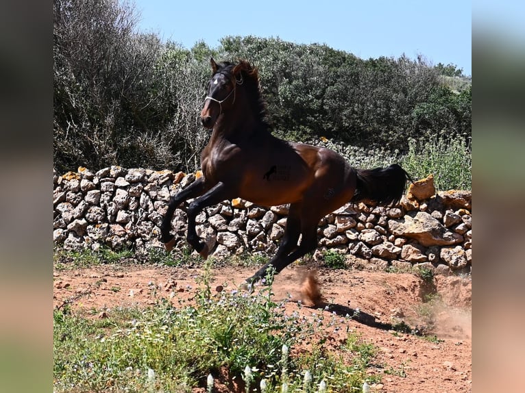 Andalusiër Hengst 2 Jaar 165 cm in Menorca