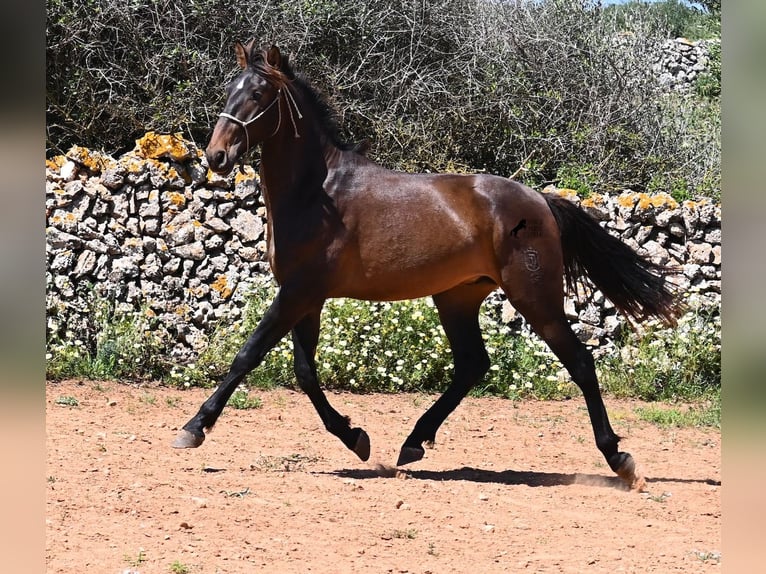 Andalusiër Hengst 2 Jaar 165 cm in Menorca
