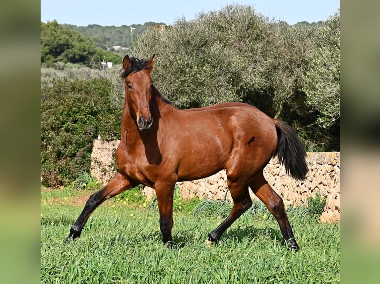 Andalusiër Hengst 2 Jaar 168 cm Bruin in Menorca
