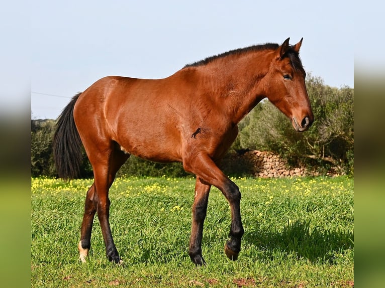 Andalusiër Hengst 2 Jaar 168 cm Bruin in Menorca