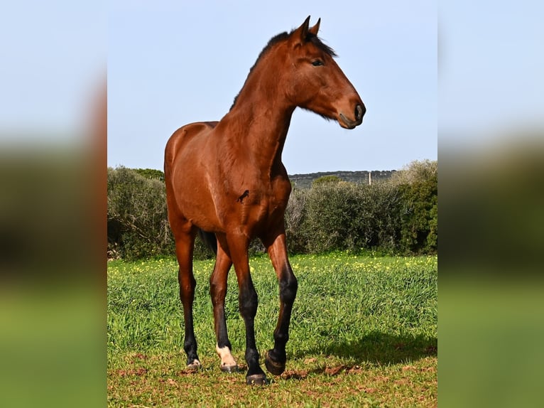 Andalusiër Hengst 2 Jaar 168 cm Bruin in Menorca