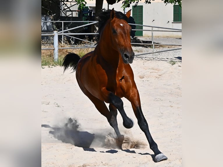 Andalusiër Hengst 2 Jaar 169 cm Bruin in Mallorca