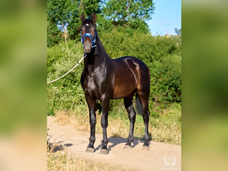 Andalusiër Hengst 2 Jaar 170 cm Donkerbruin in Navalperal De Pinares