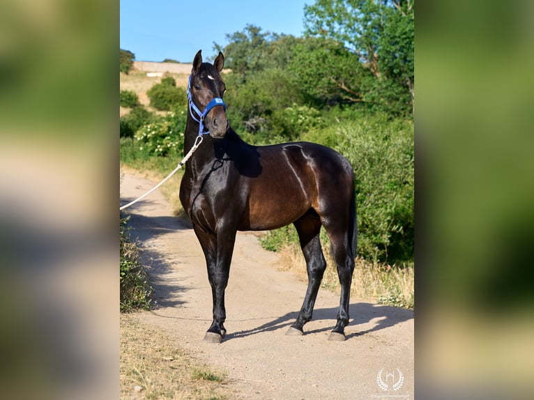Andalusiër Hengst 2 Jaar 170 cm Donkerbruin in Navalperal De Pinares