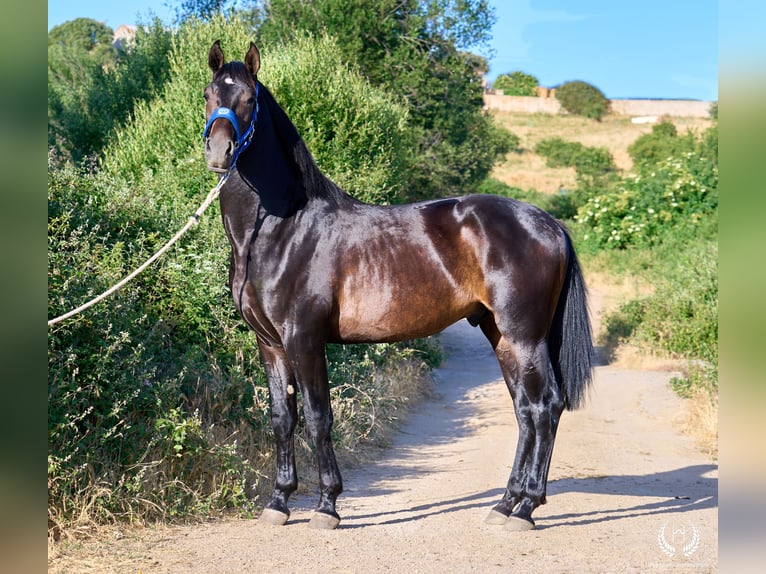 Andalusiër Hengst 2 Jaar 170 cm Donkerbruin in Navalperal De Pinares