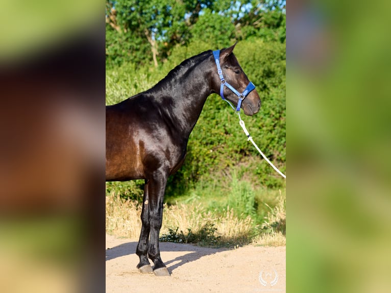 Andalusiër Hengst 2 Jaar 170 cm Donkerbruin in Navalperal De Pinares