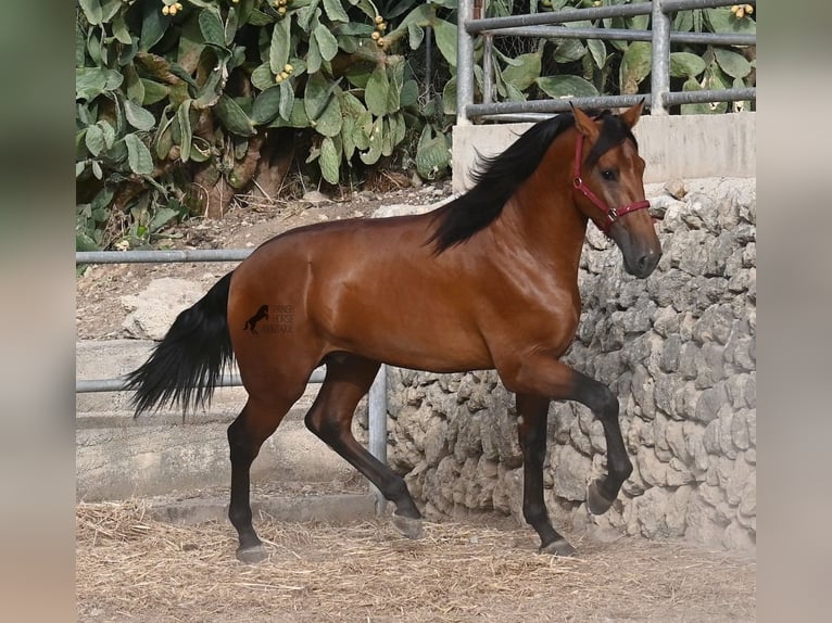 Andalusiër Hengst 2 Jaar 175 cm Bruin in Mallorca