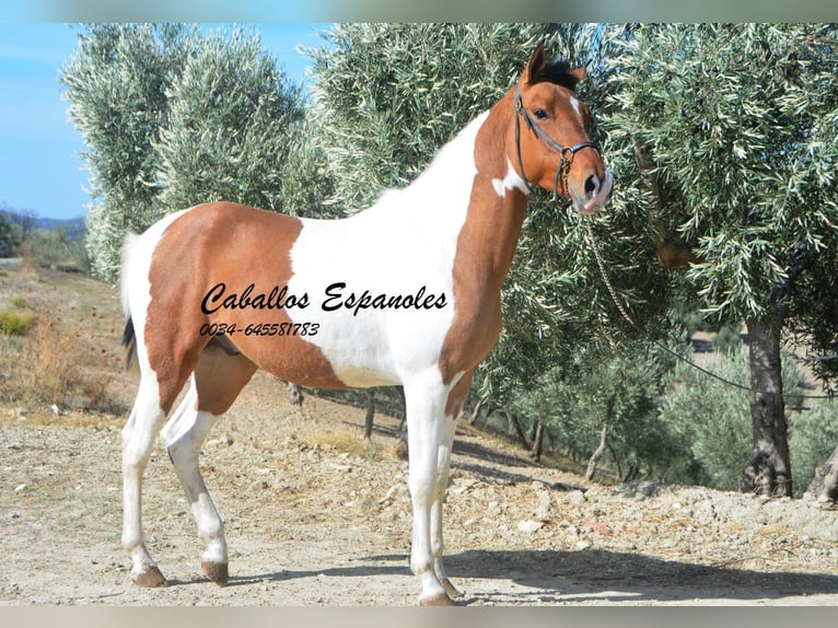 Andalusiër Hengst 2 Jaar Gevlekt-paard in Vejer de la Frontera