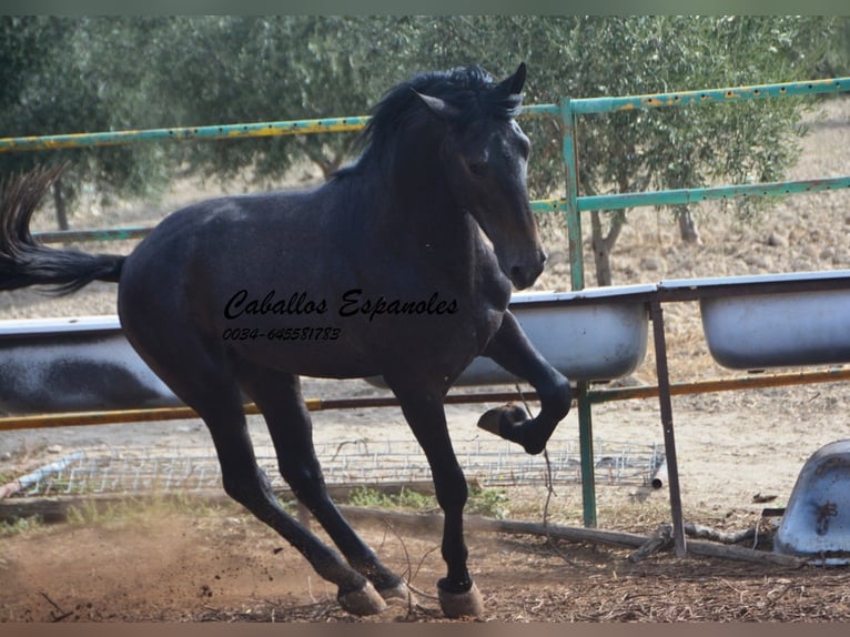 Andalusiër Hengst 2 Jaar Zwartschimmel in Vejer de la Frontera