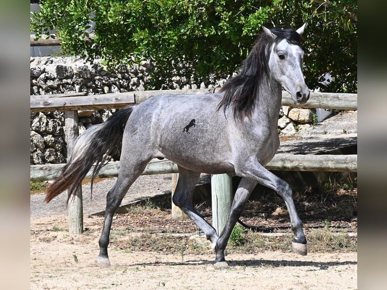 Andalusier Hengst 2 Jahre 148 cm Schimmel in Menorca
