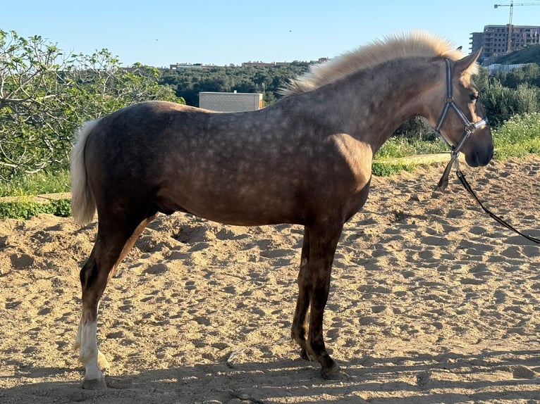 Andalusier Hengst 2 Jahre 150 cm Palomino in Torremolinos