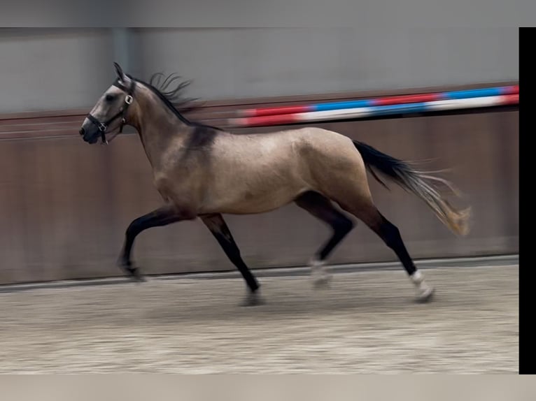 Andalusier Mix Hengst 2 Jahre 152 cm Buckskin in Zieuwent