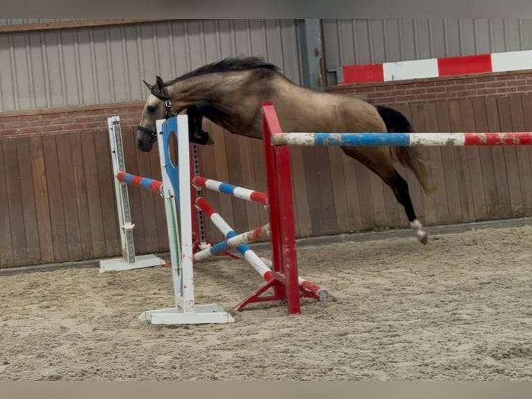 Andalusier Mix Hengst 2 Jahre 152 cm Buckskin in Zieuwent
